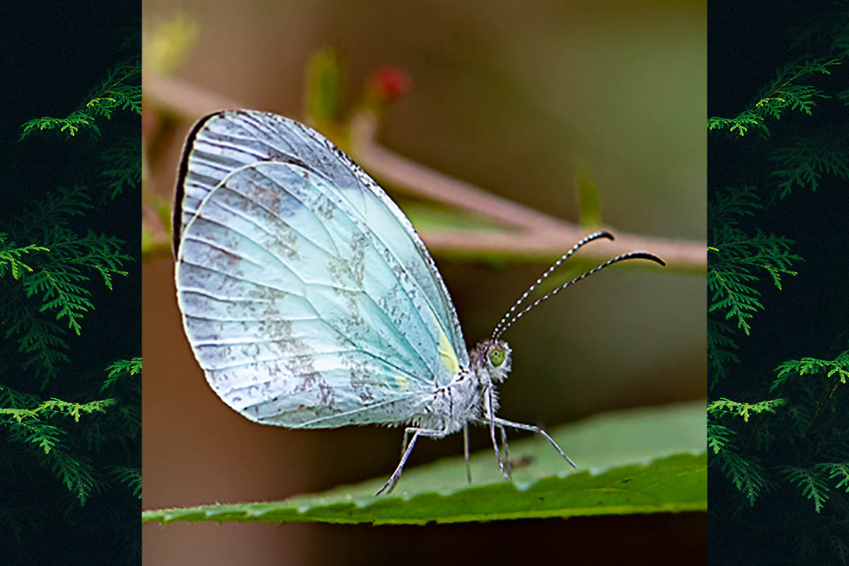 Ventral de Dismorphia thermesia thermesia