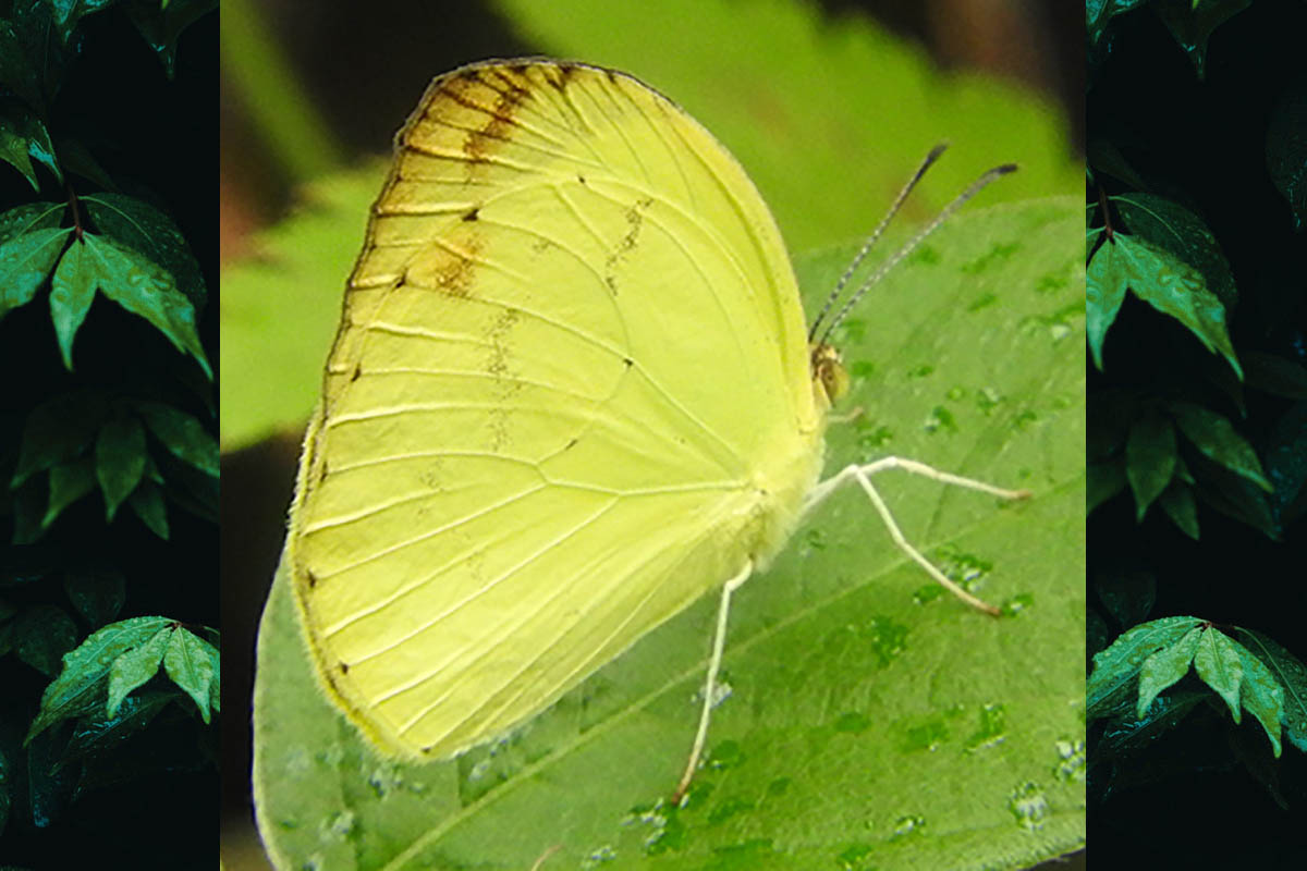 Ventral de Pyrisitia leuce leuce