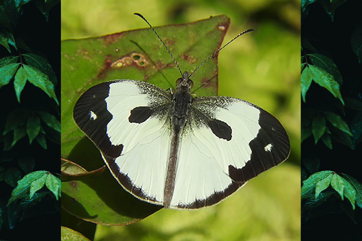 Dorsal de Dismorphia thermesia thermesia