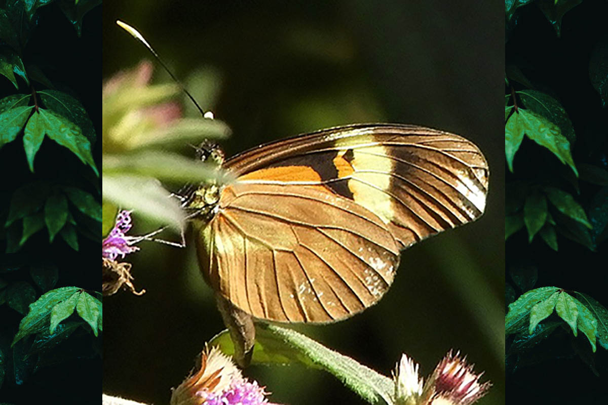 Ventral de Dismorphia amphione astynome