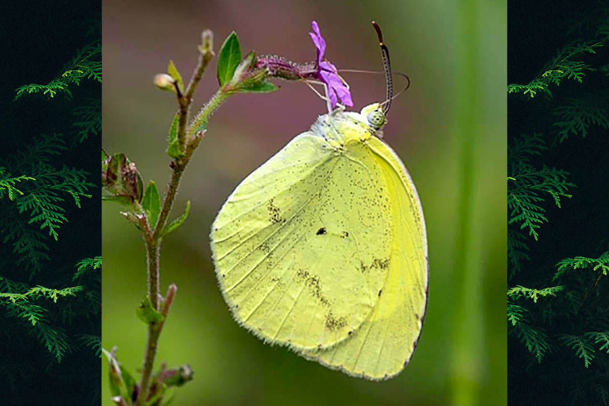 Ventral de Pyrisitia venusta