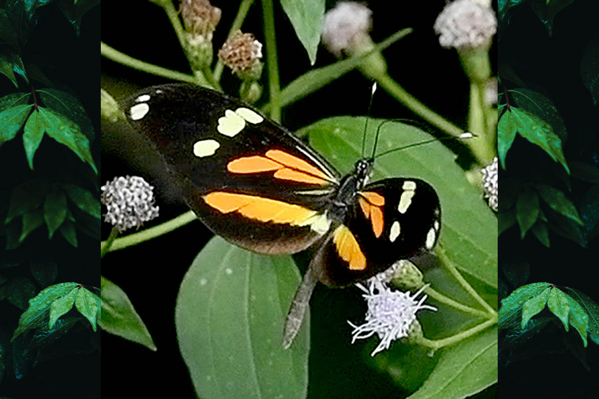 Dorsal de Dismorphia astyocha