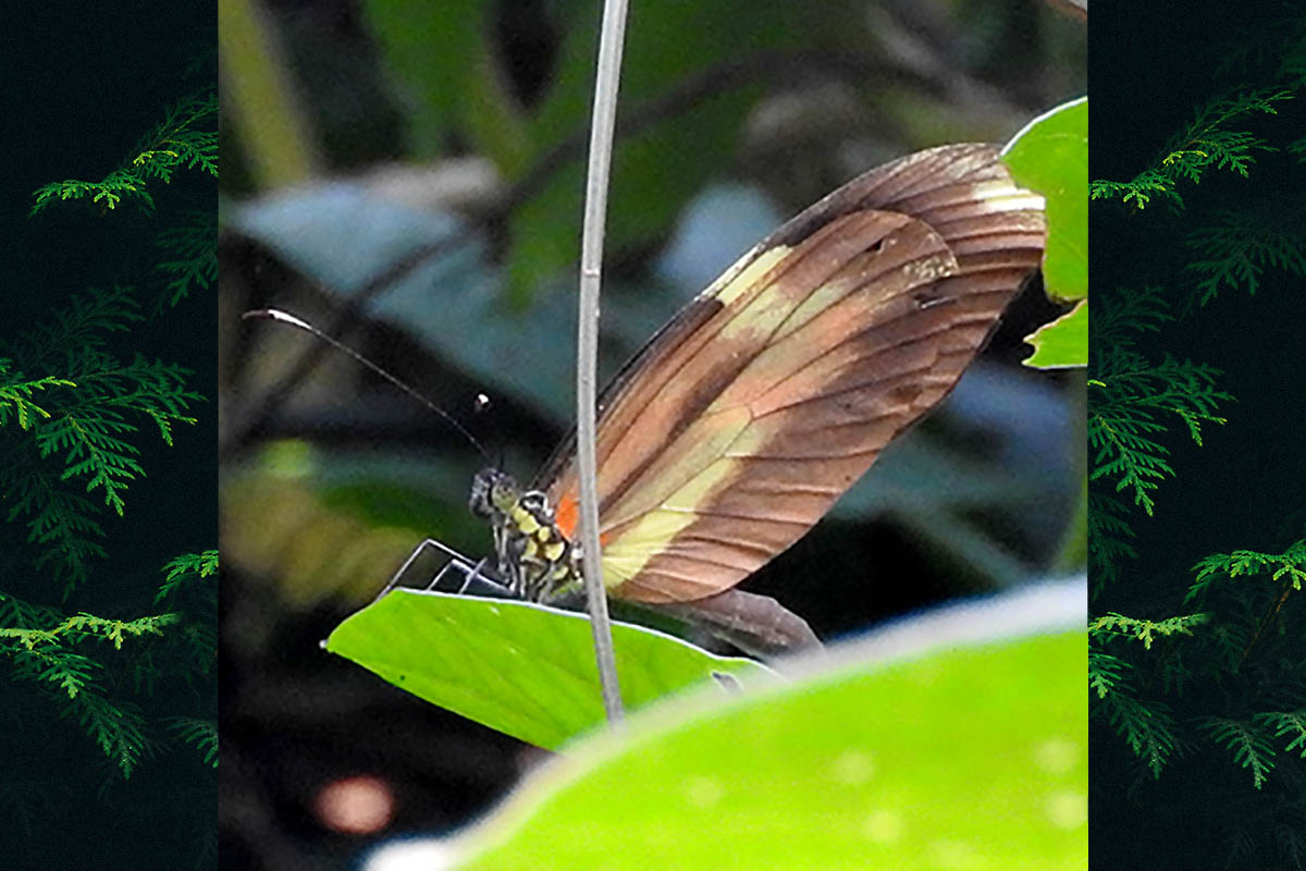 Ventral de Dismorphia astyocha