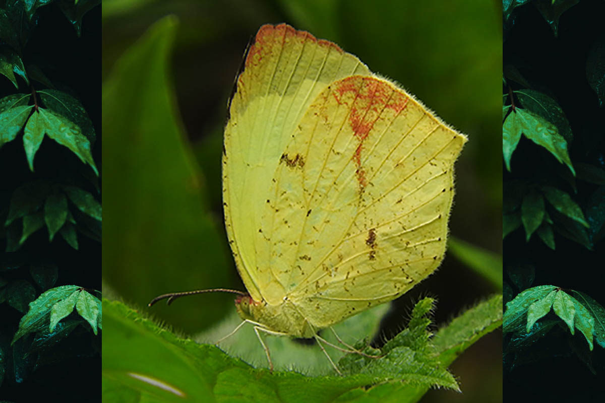 Ventral de Abaeis arbela arbela