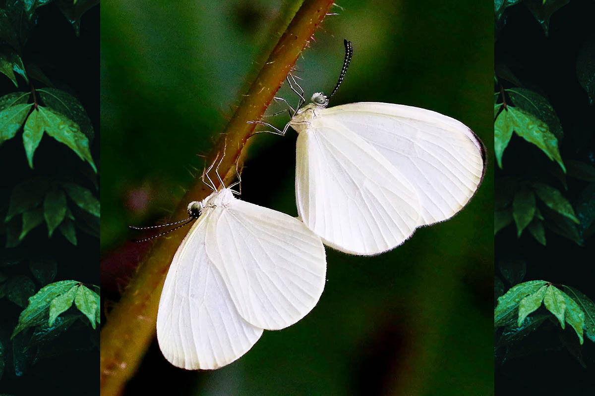 Ventral de Abaeis elvina