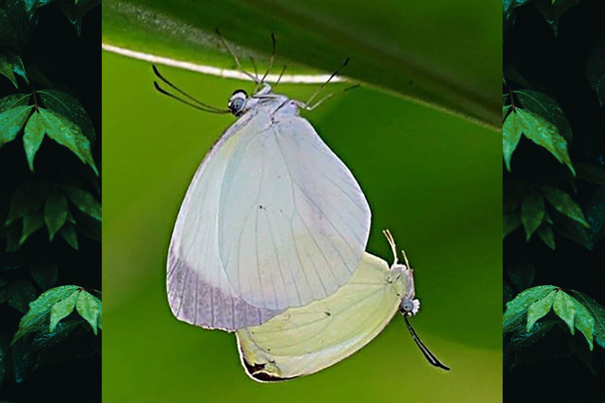 Ventral de Abaeis albula sinoe