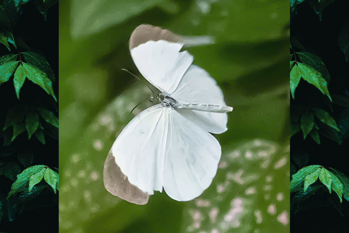 Dorsal de Abaeis albula sinoe