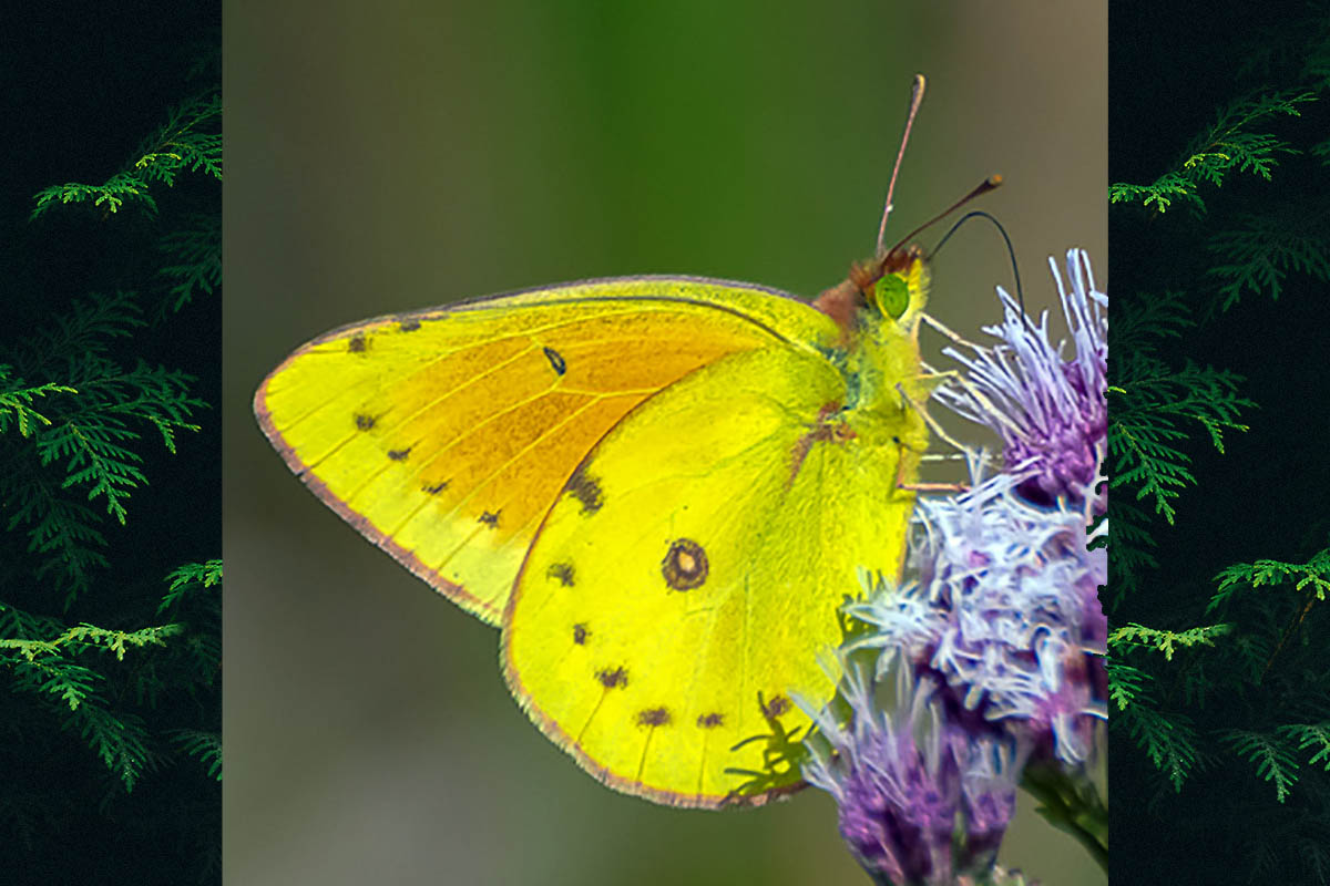 Macho de Colias lesbia lesbia