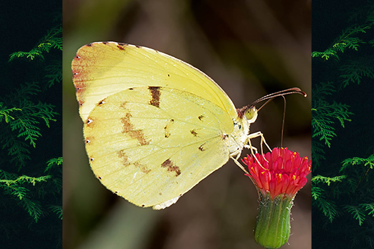 Ventral de Teriocolias deva deva