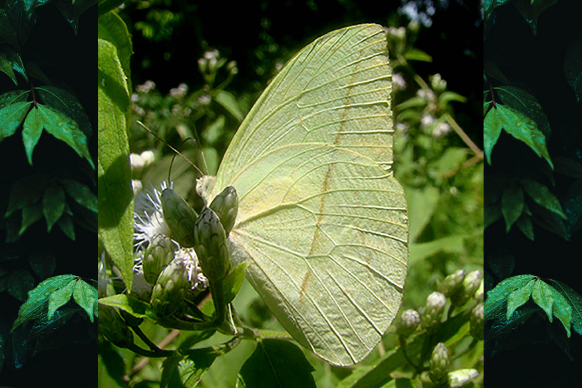 Ventral de Phoebis trite banksi