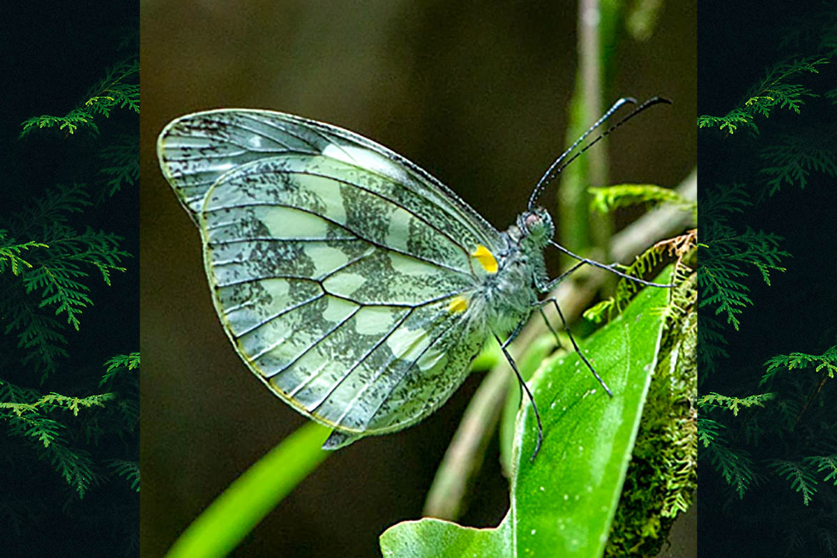 Ventral de Dismorphia crisia crisia