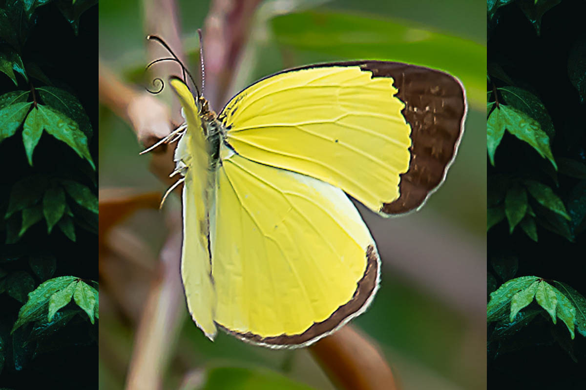 Dorsal de Pyrisitia nise tenella
