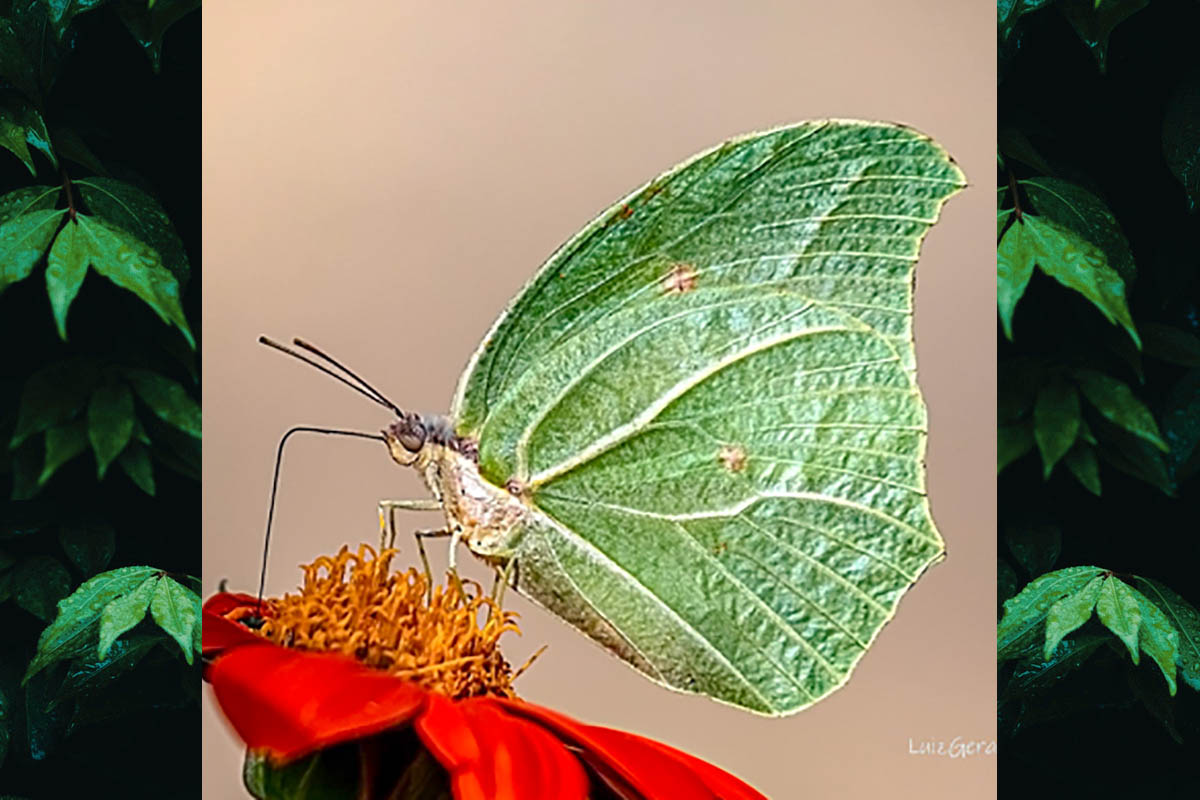 Ventral de Anteos clorinde