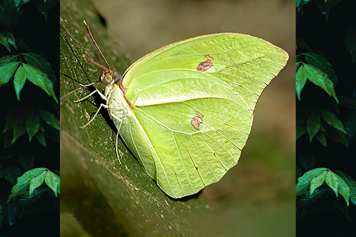 Ventral de Anteos menippe