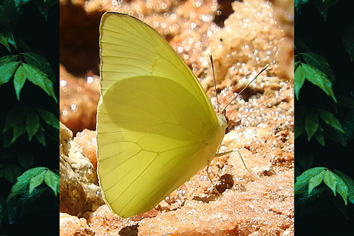 Macho de Aphrissa statira statira