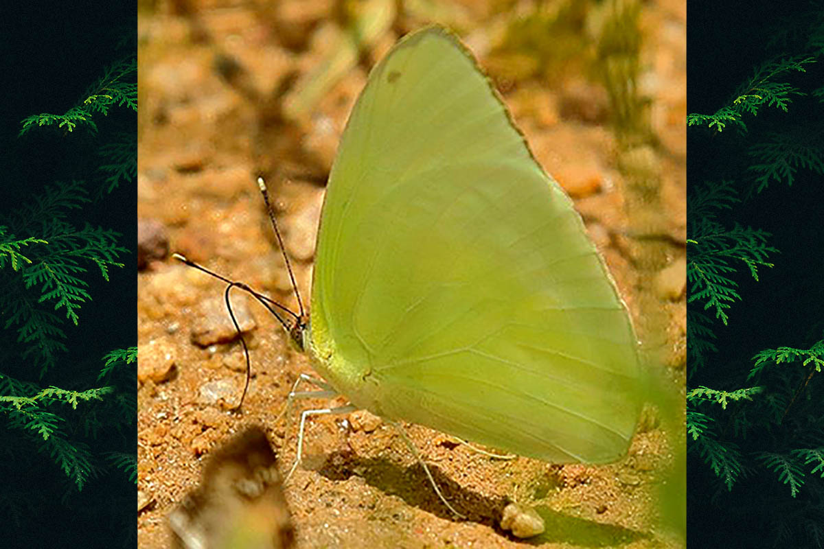 Ventral de Aphrissa statira statira