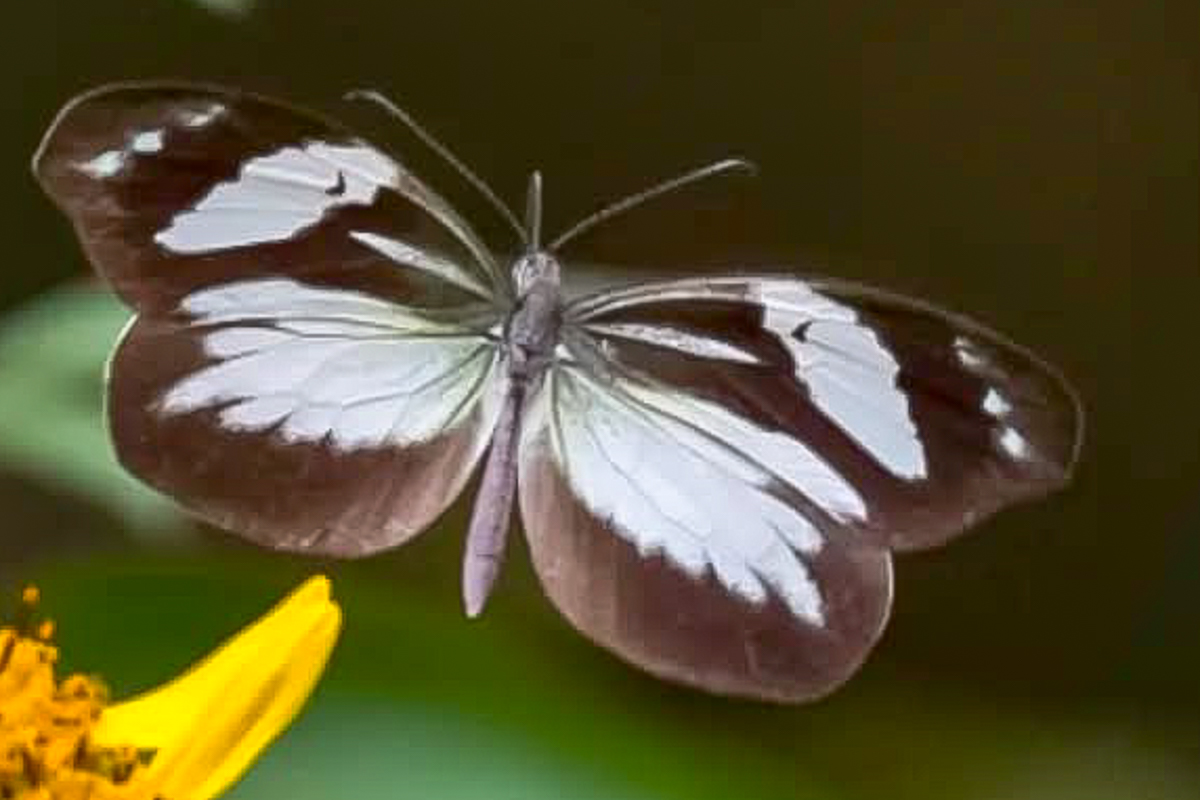 Dorsal de Dismorphia crisia crisia