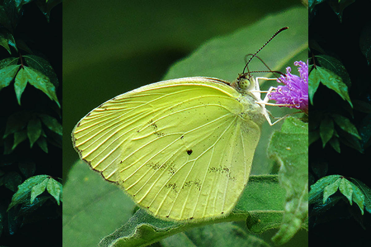 Ventral de Pyrisitia nise tenella
