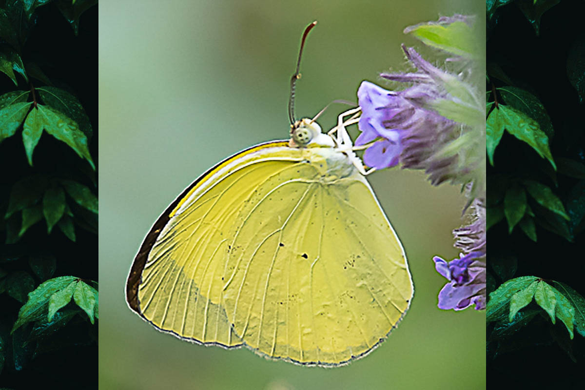 Macho de Pyrisitia nise tenella