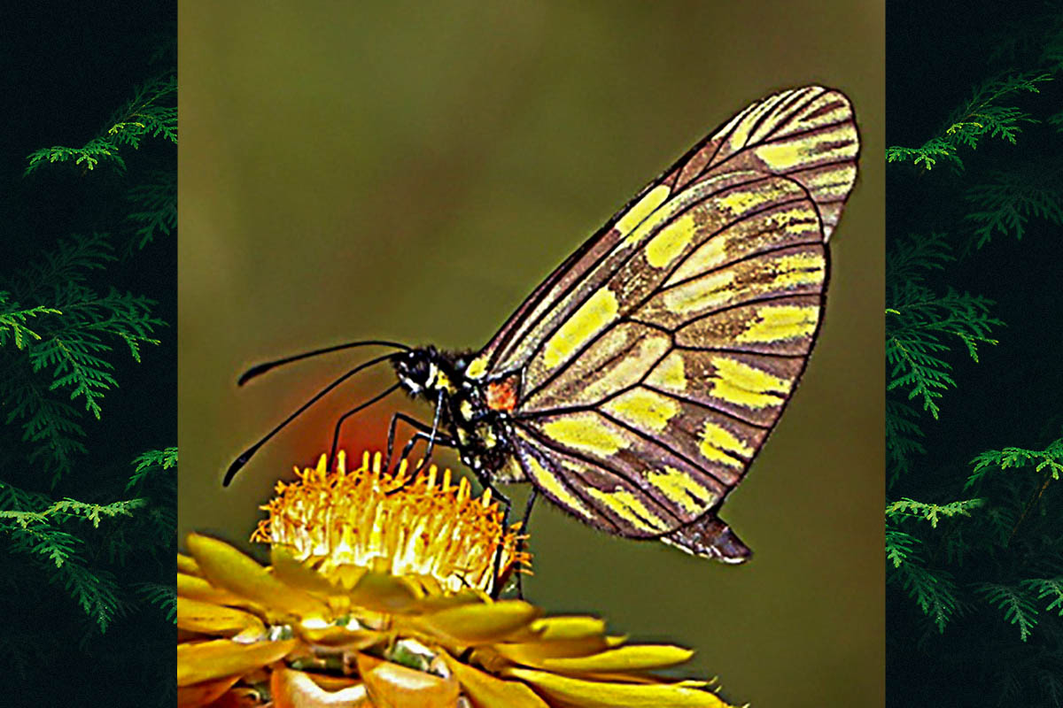 Ventral de Dismorphia melia