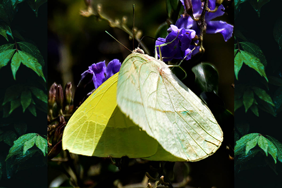 Dorsal de Phoebis trite banksi
