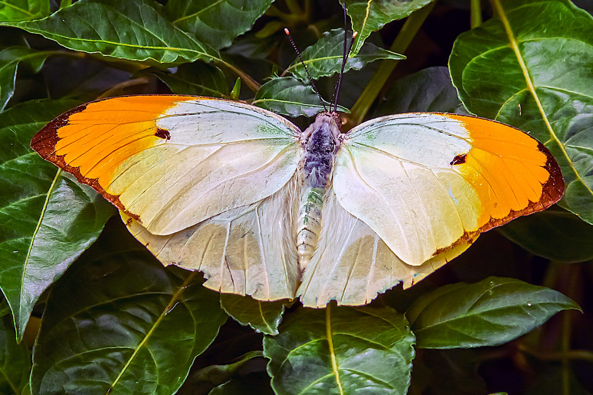 Dorsal de Anteos menippe