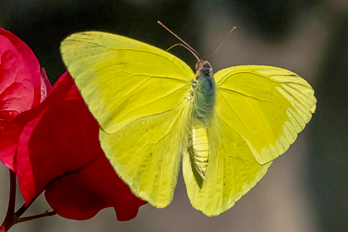 Macho de Phoebis sennae marcellina