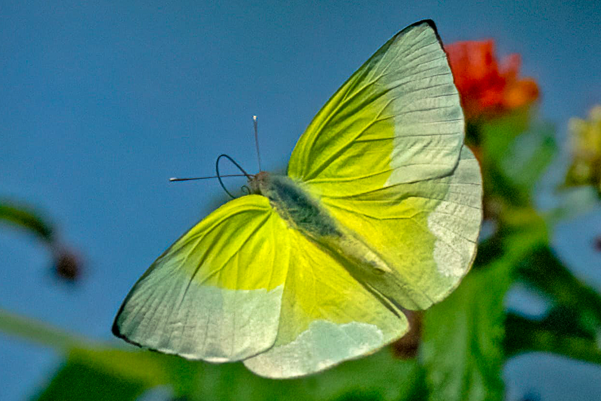 Dorsal de Aphrissa statira statira