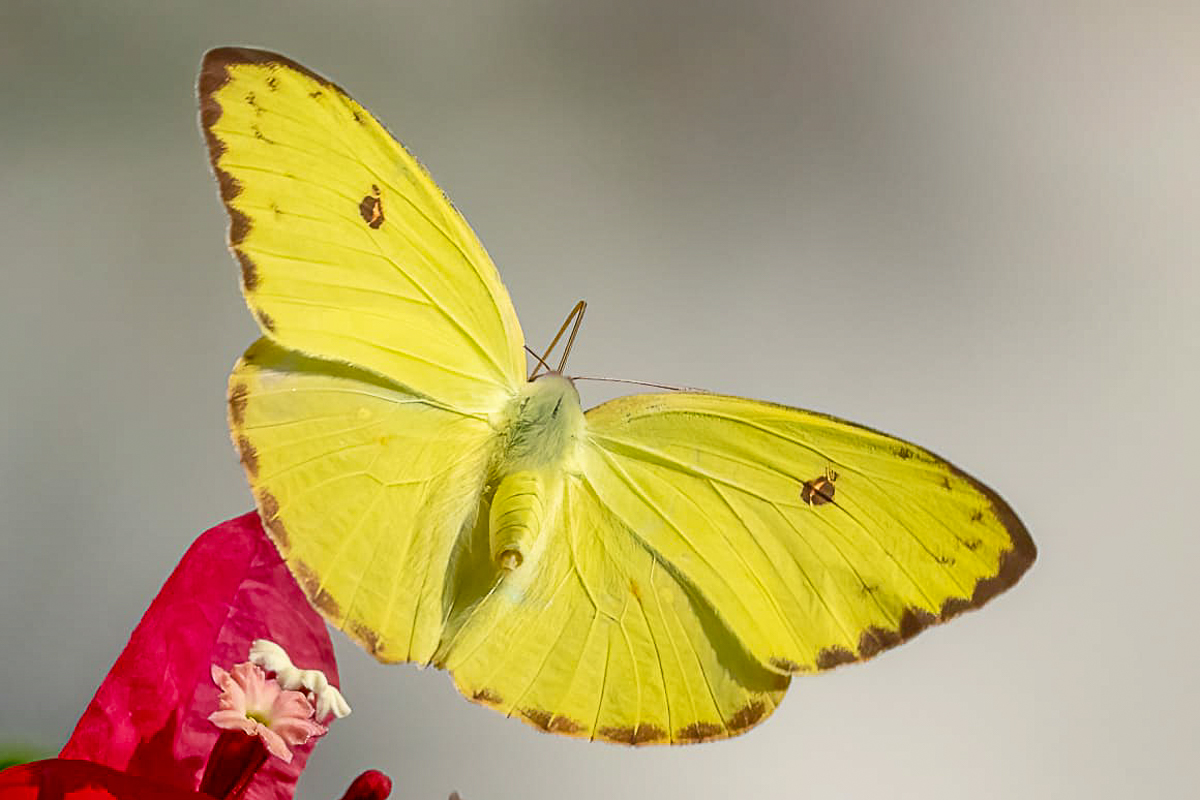 Dorsal de Phoebis sennae marcellina