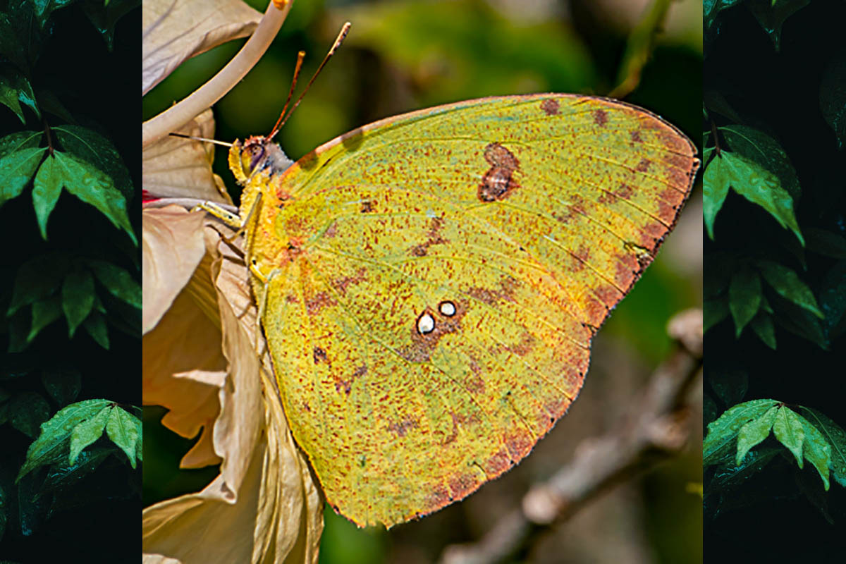 Ventral de Phoebis sennae marcellina