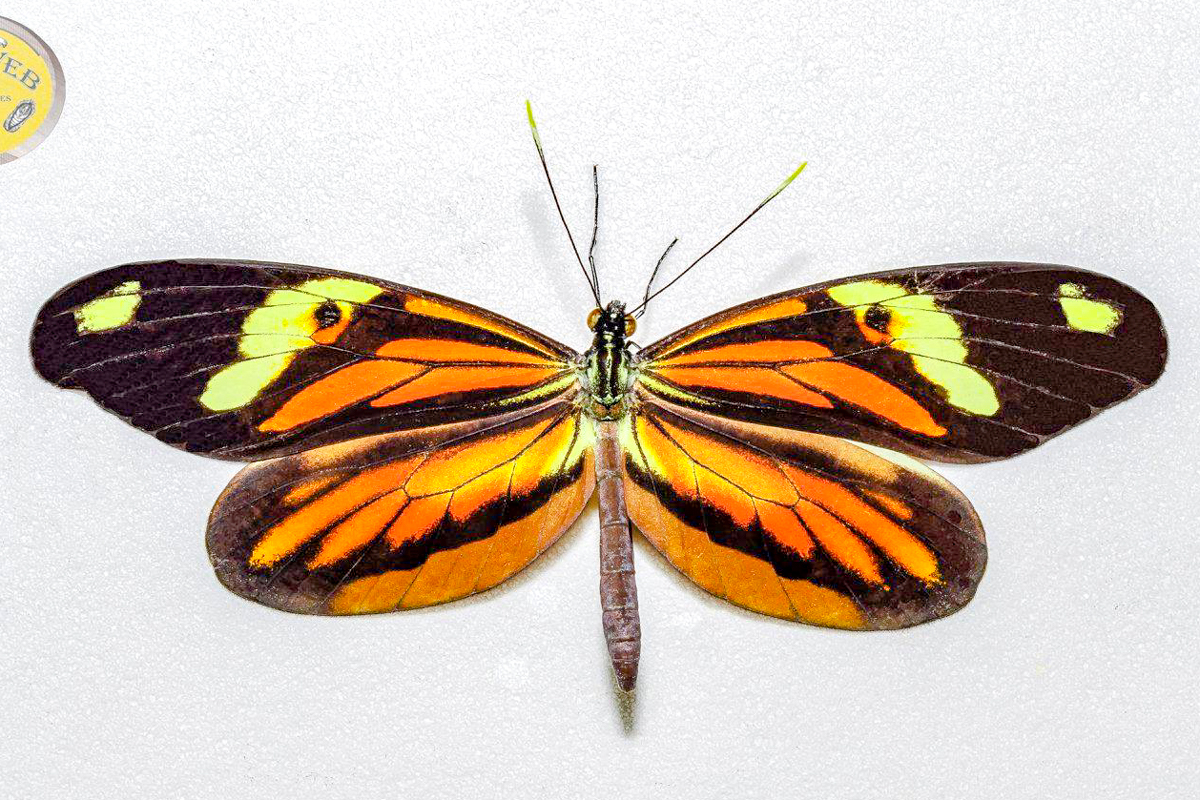 Dorsal de Dismorphia amphione astynome