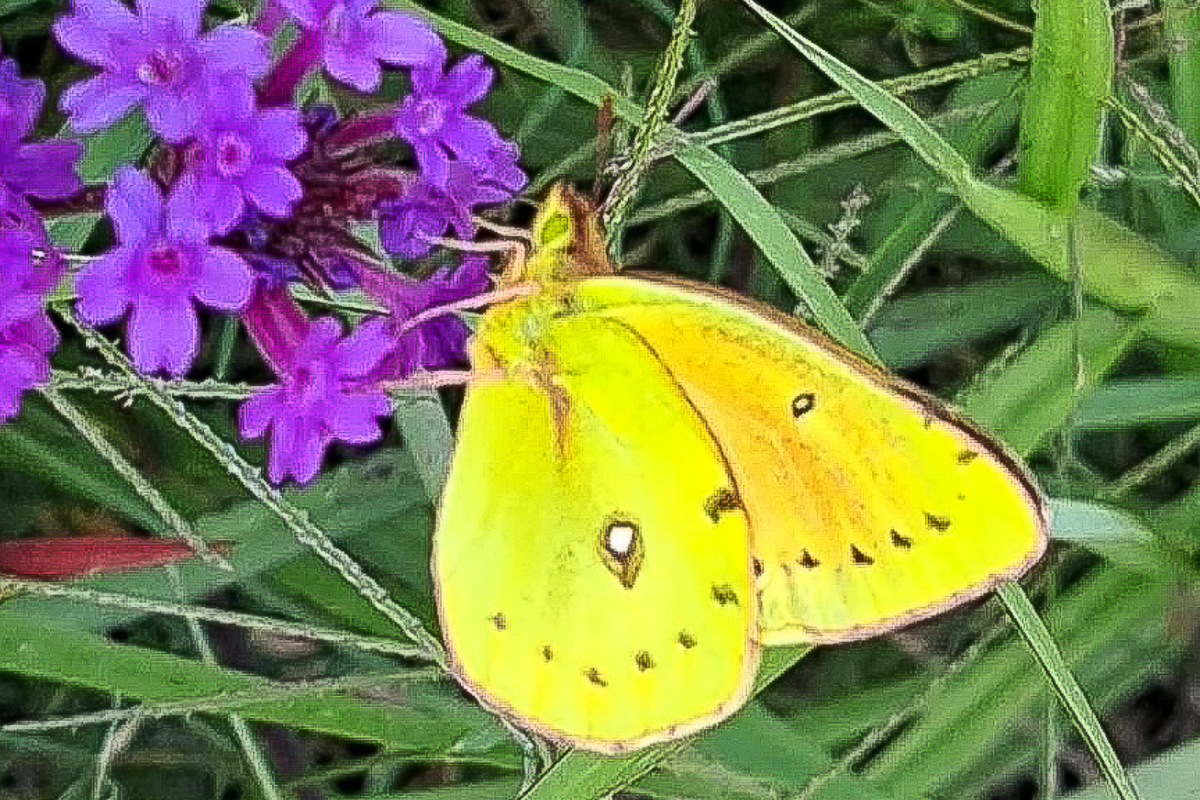 Ventral de Colias lesbia lesbia