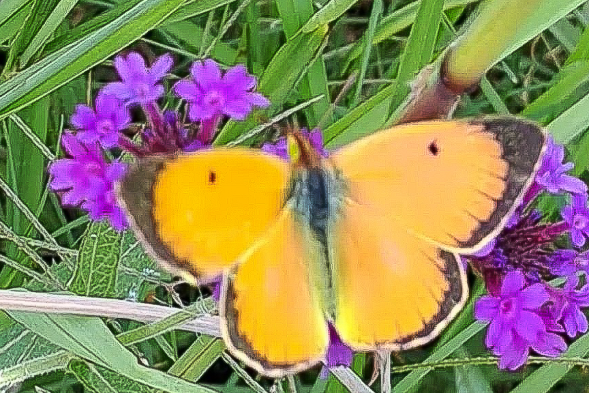 Dorsal de Colias lesbia lesbia
