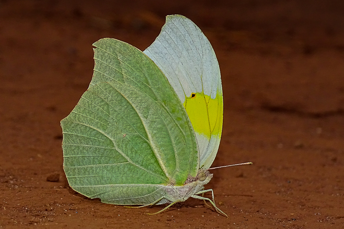 Dorsal de Anteos clorinde