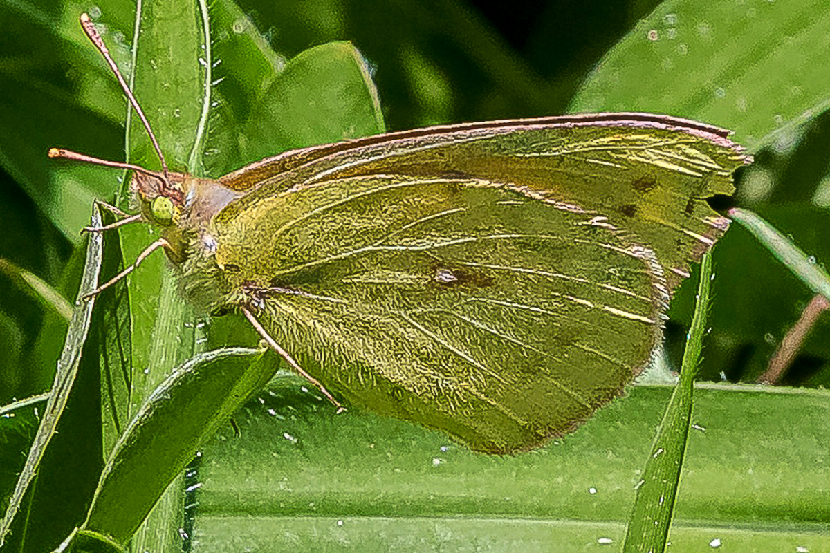 Ventral de Colias lesbia mineira