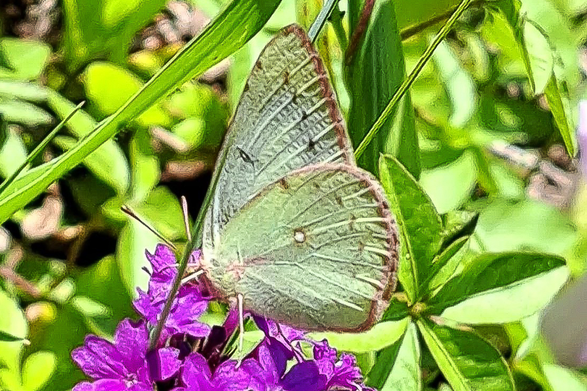 Fêmea de Colias lesbia lesbia