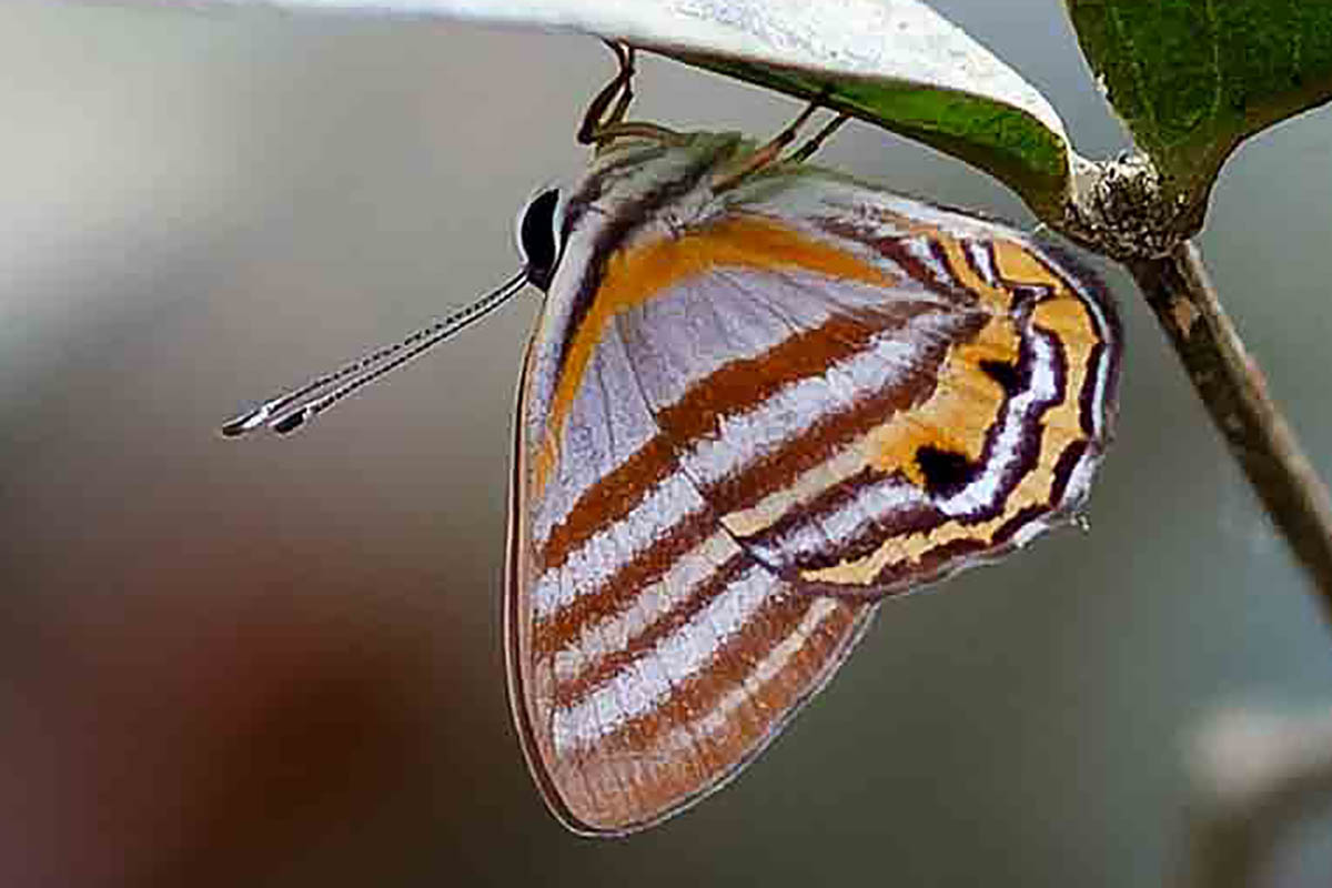 Ventral de Euselasia calligramma