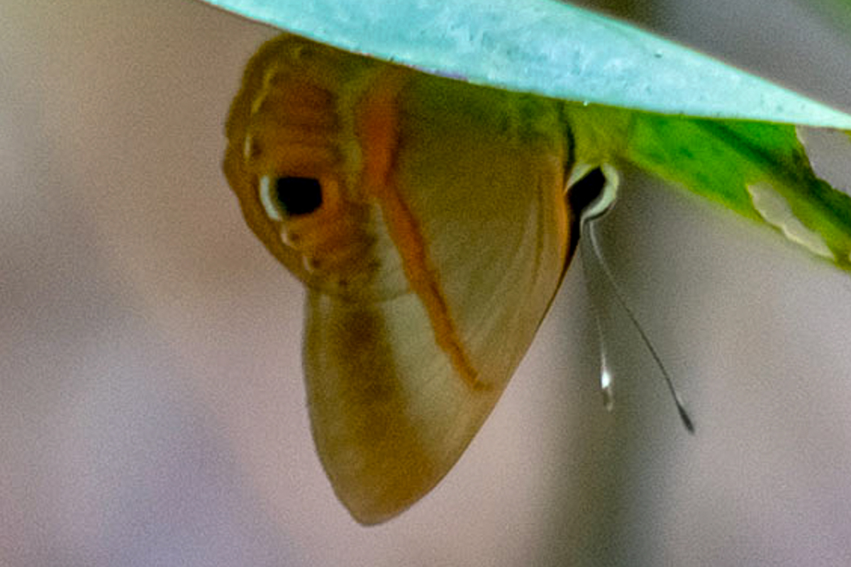 Ventral de Euselasia attrita