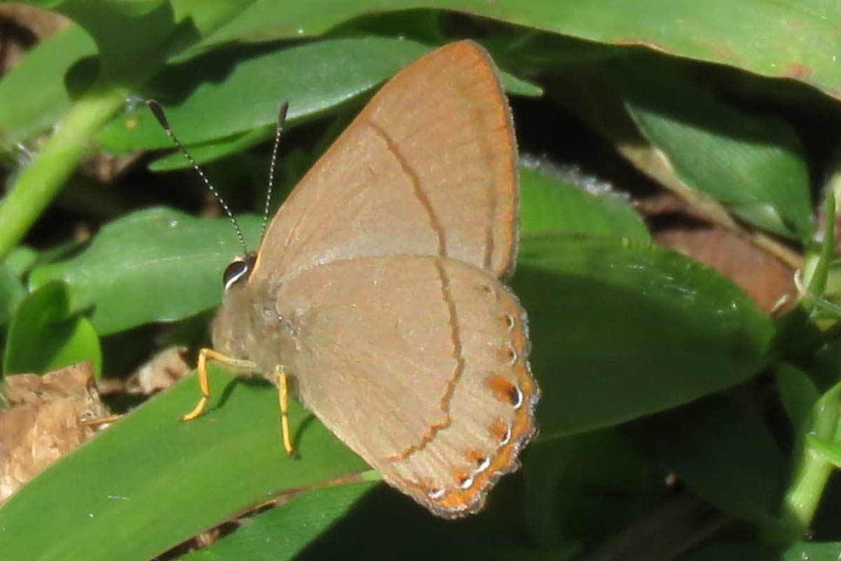 Ventral de Pelolasia pellonia azurea