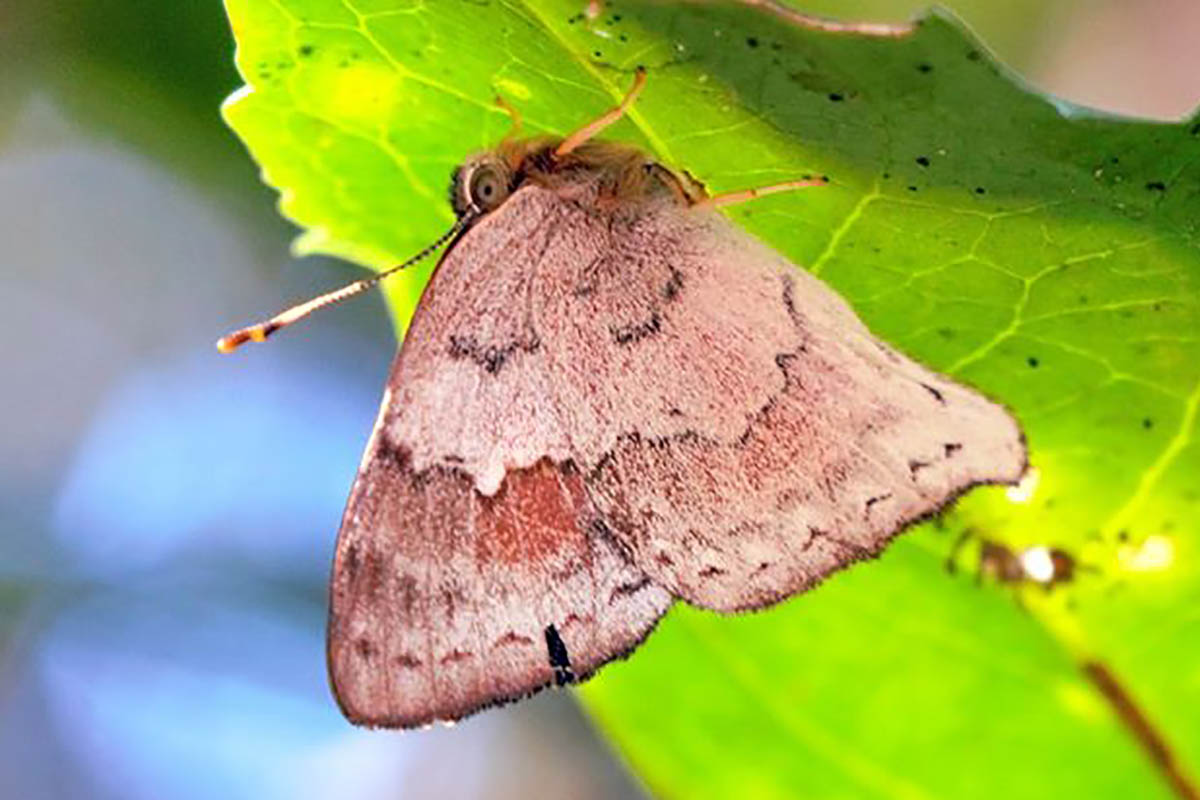 Ventral de Erythia thucydides thucydides