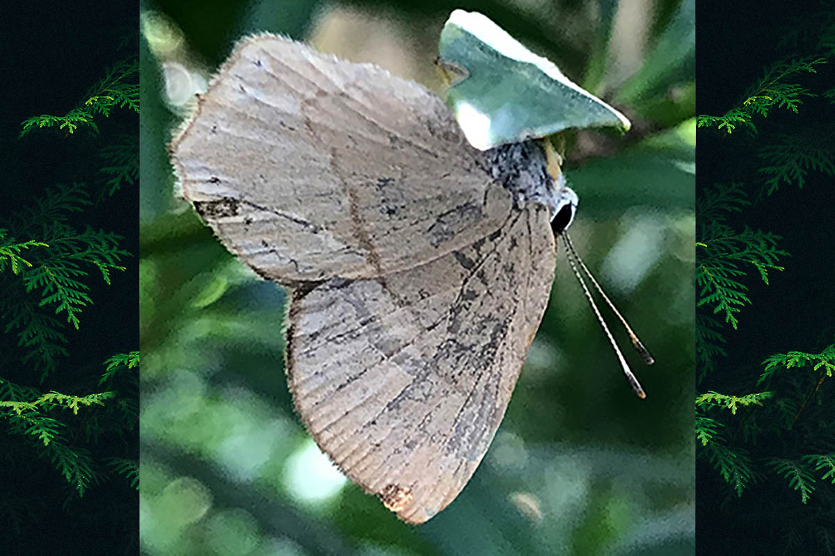 Ventral de Methone euploea