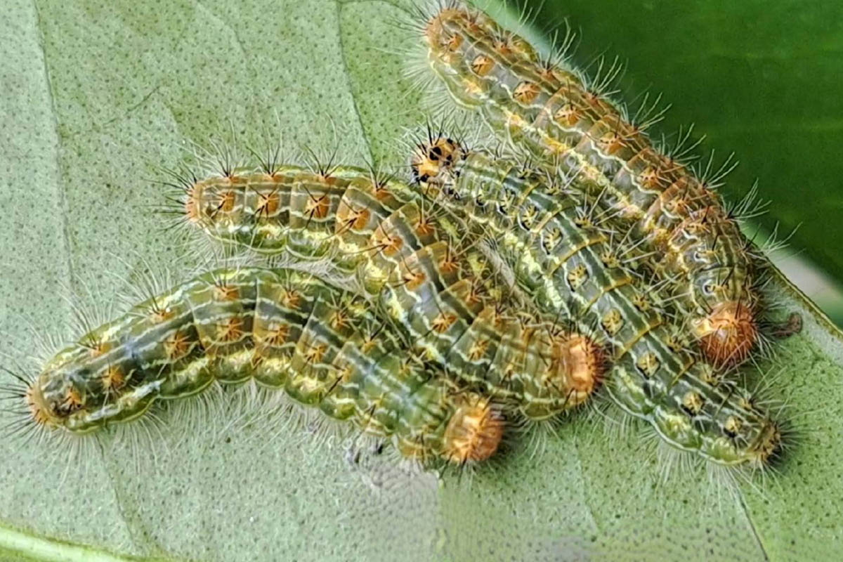 Estágio imaturo de Methone eucerus