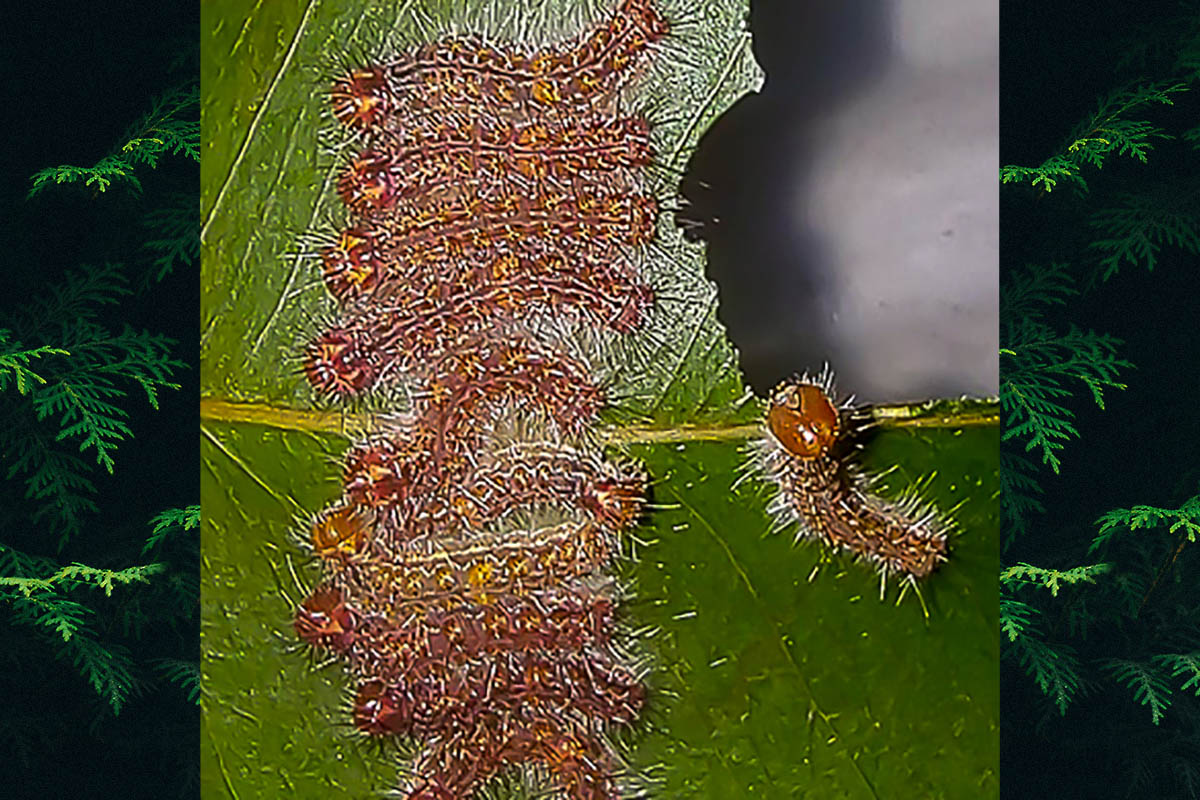 Estágio imaturo de Methone euploea