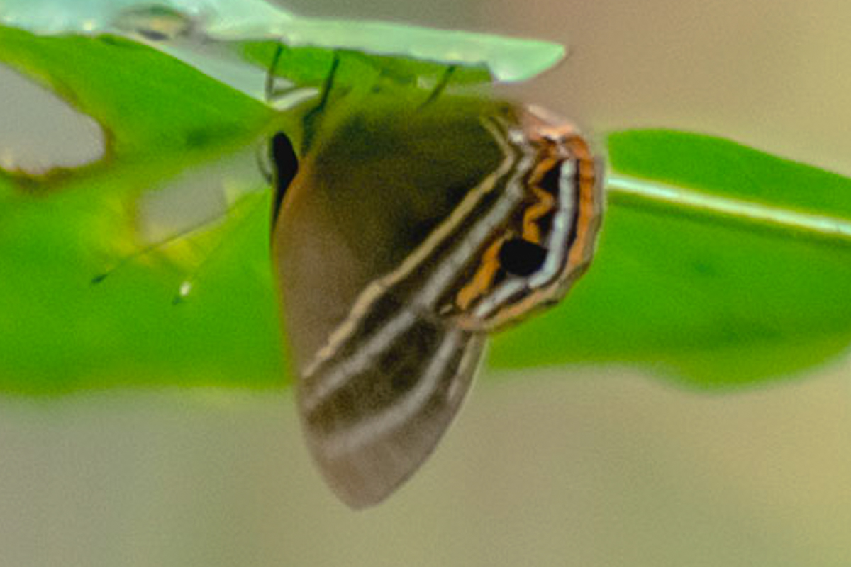 Ventral de Euselasia pellos