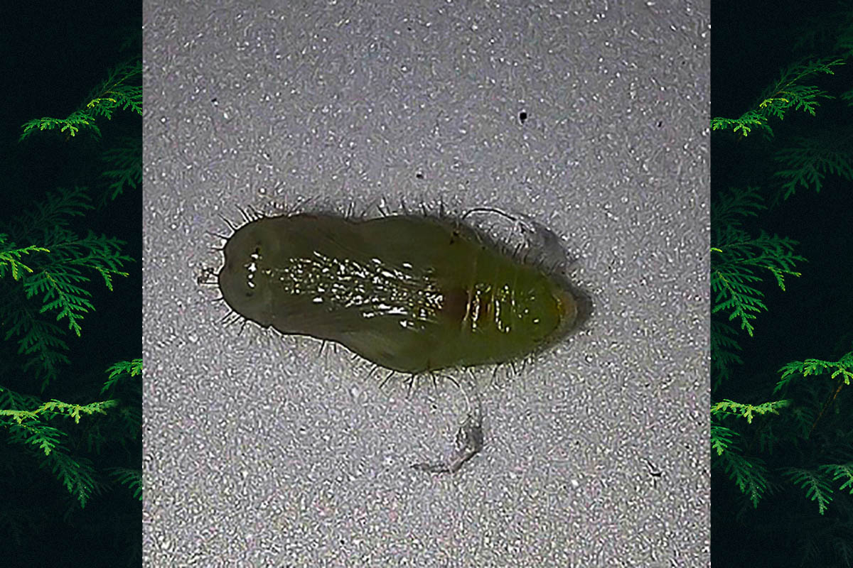 Estágio imaturo de Methone euploea