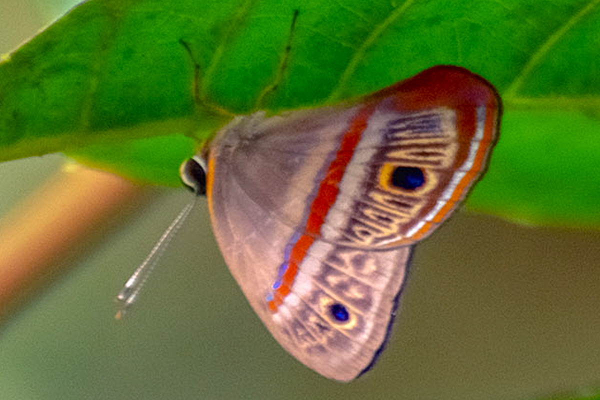 Ventral de Euselasia orba spectralis