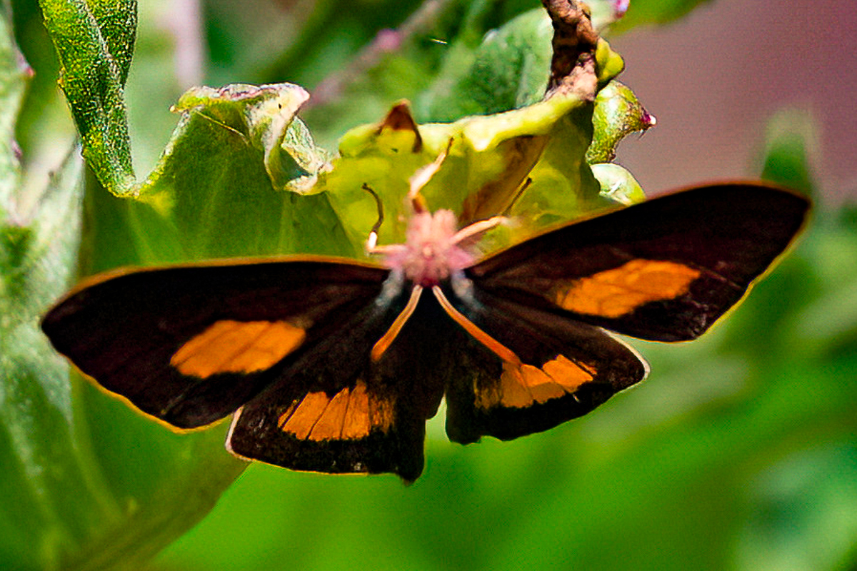Dorsal de Erythia thucydides thucydides