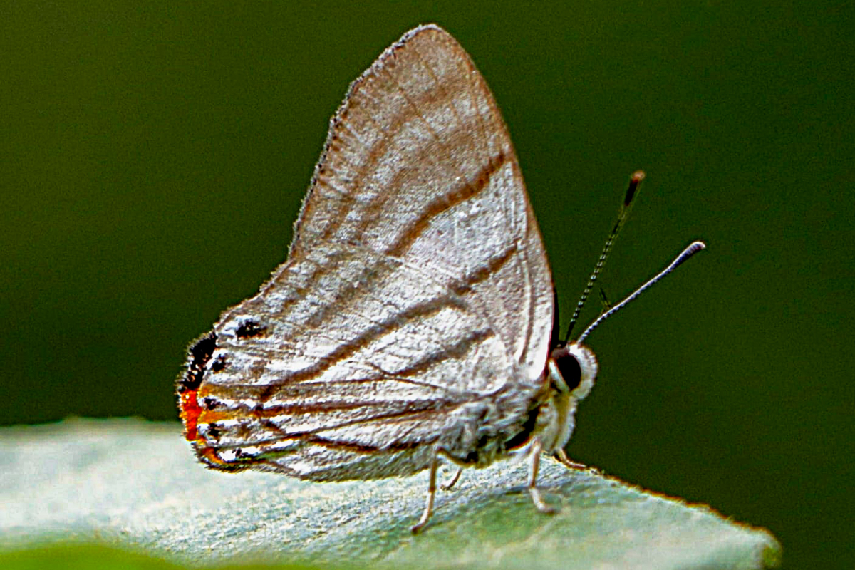 Ventral de Pelolasia fervida fervidina