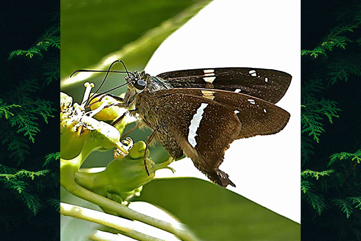 Ventral de Aguna aurunce hypozonius