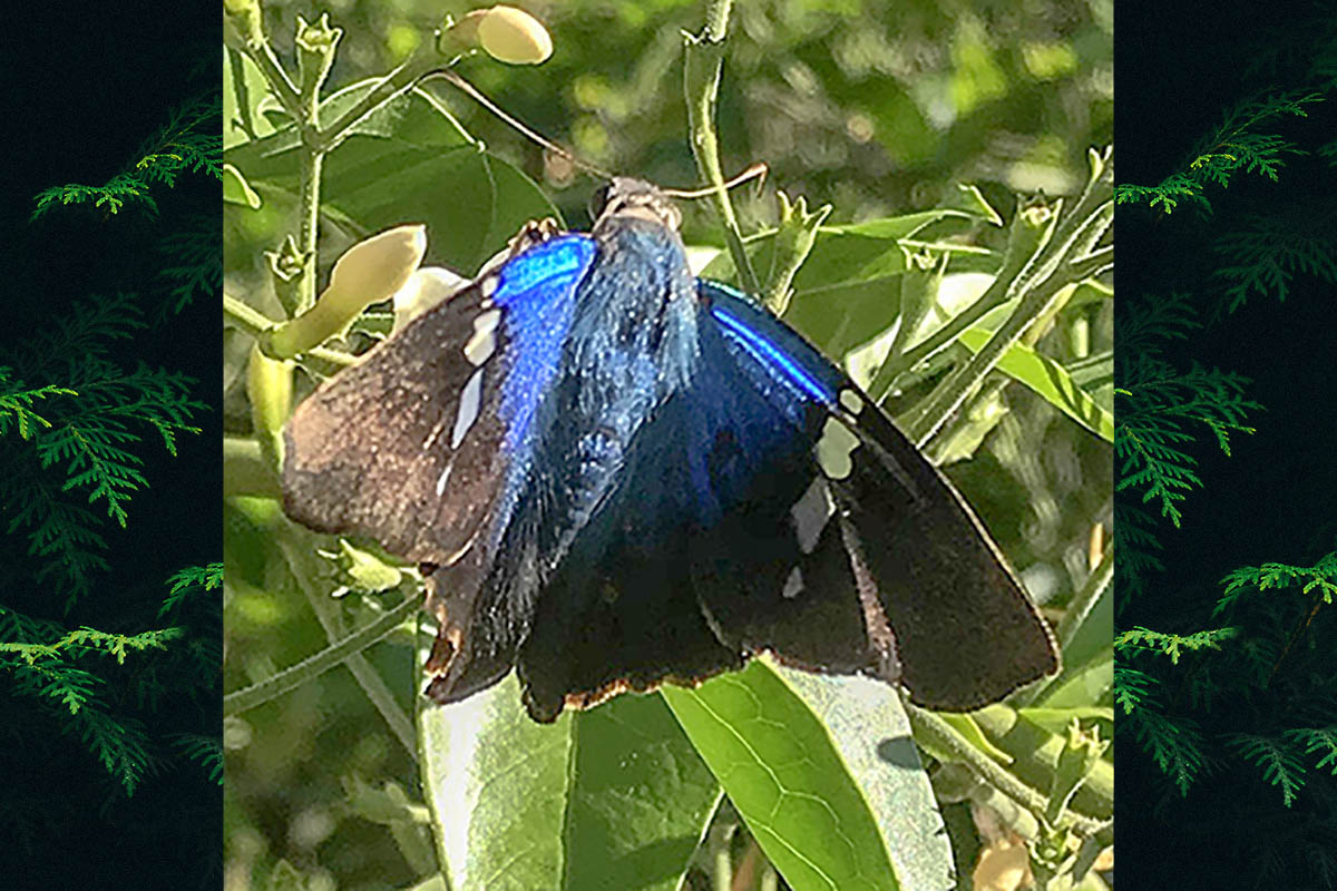 Dorsal de Astraptes aulus